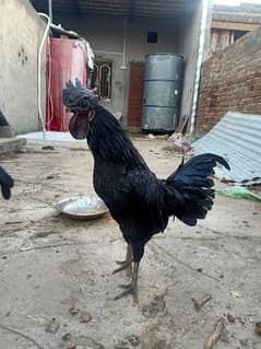 Fancy Kali Murgi - Ayam Cemani (grey tongue) extra Males for sale
