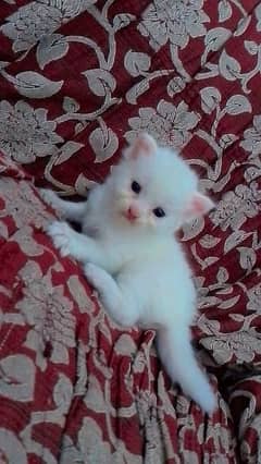 pure white persion kitten