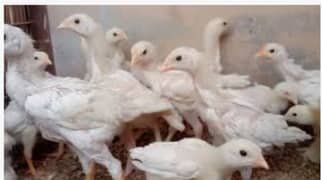 White Aseel shamo Chicks