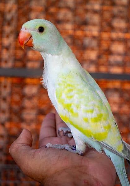 Green ringneck pair, Turquoise, pineapple, yellowsided conure 1