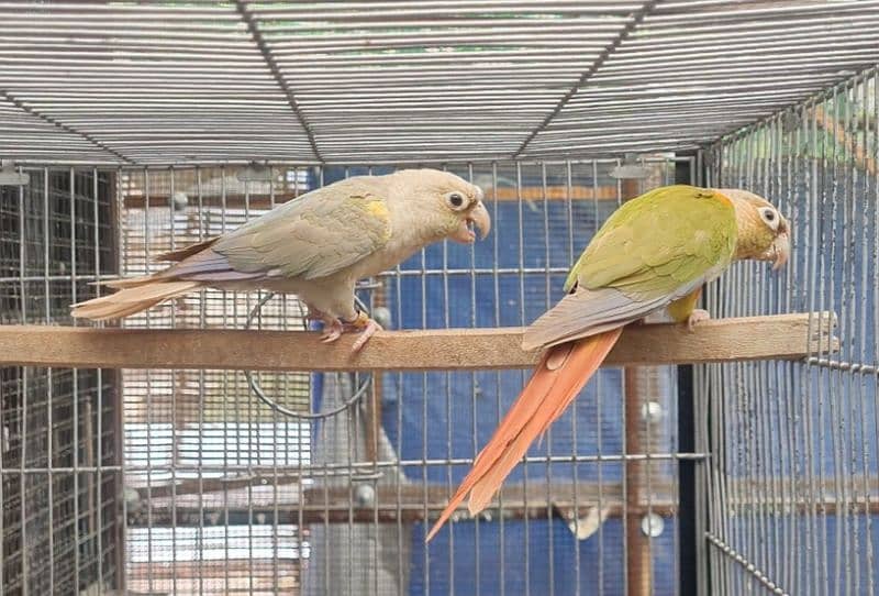Green ringneck pair, Turquoise, pineapple, yellowsided conure 2