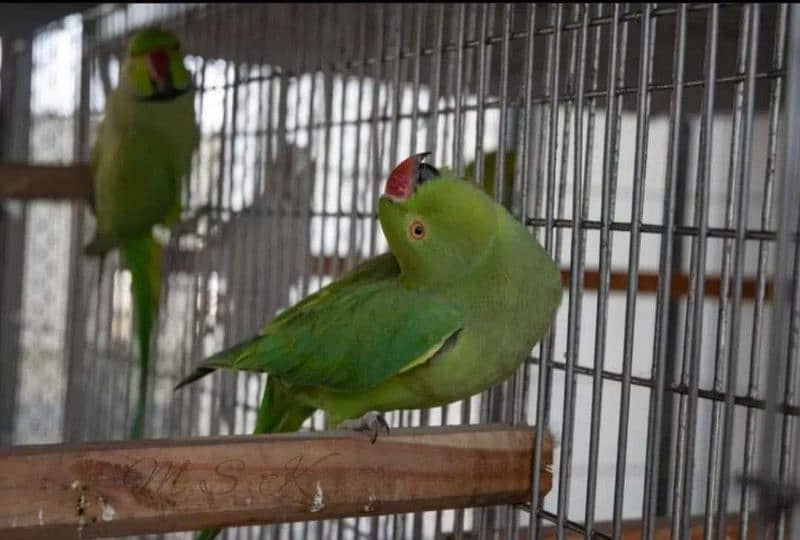 Green ringneck pair, Turquoise, pineapple, yellowsided conure 3