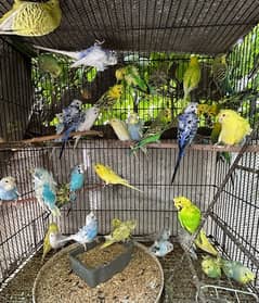 hogoromo budgies parrots