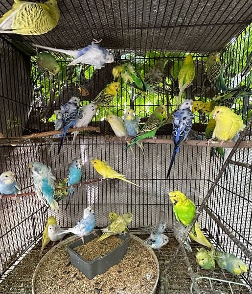 hogoromo budgies parrots 0