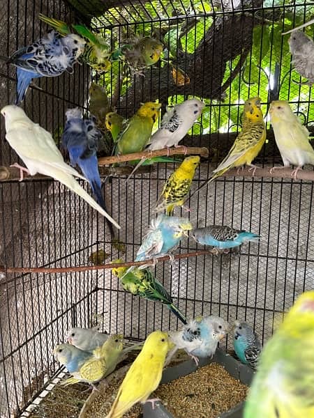 hogoromo budgies parrots 1