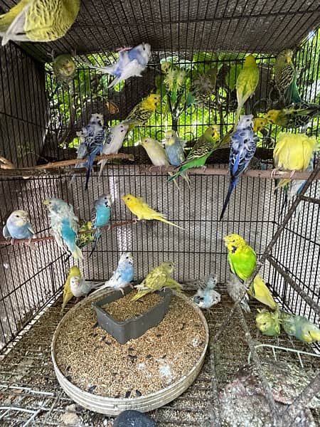 hogoromo budgies parrots 2