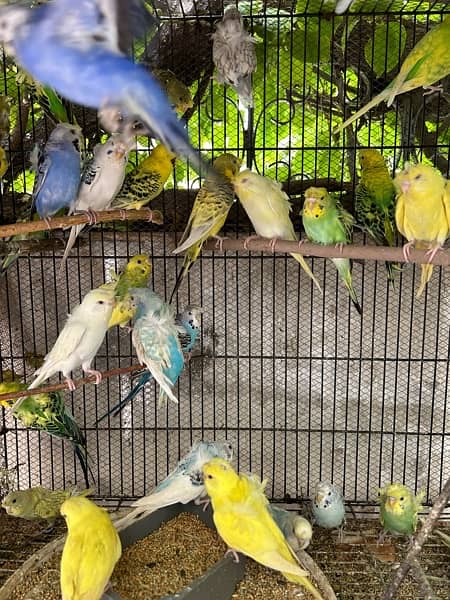 hogoromo budgies parrots 4