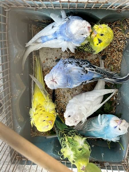 hogoromo budgies parrots 5