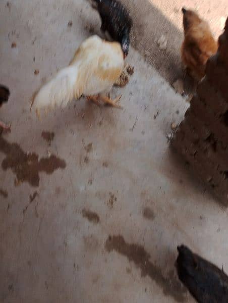 bentum pair eggs seel breed or buff cross or bentum available ha 7