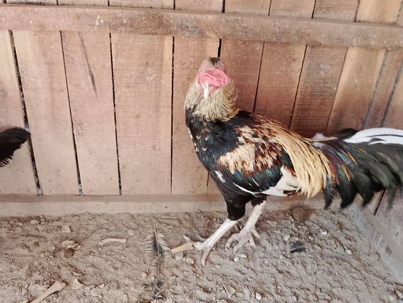 bentum pair eggs seel breed or buff cross or bentum available ha 17