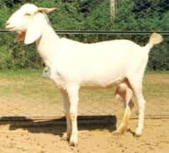 selling goat