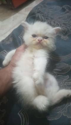 Persian kitten triple coat