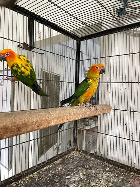 Sun Conure For Sale 0