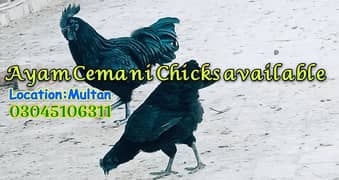 ayam