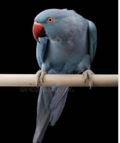 blue ringneck female and green talking male tame