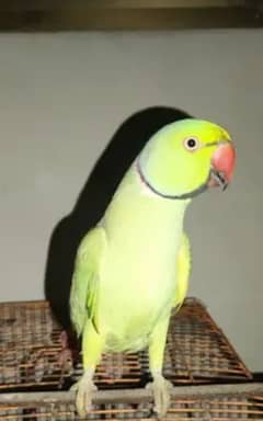 green ringneck talking male tame and yellow pair