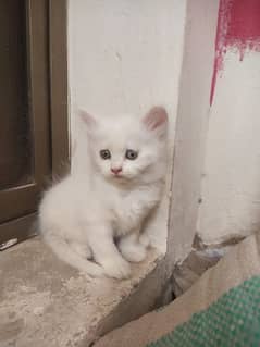 beautiful male female kitten for sale. . what's app 03081879935
