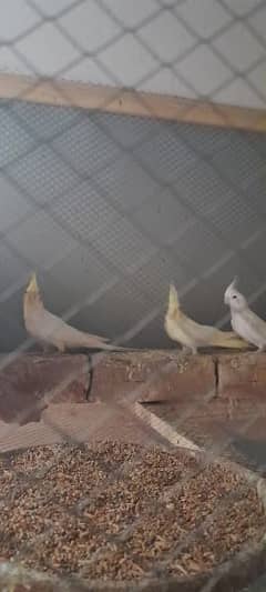 Cockatiel