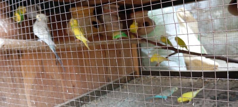 Australian parrot for sale 0