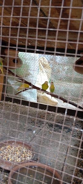 Australian parrot for sale 1