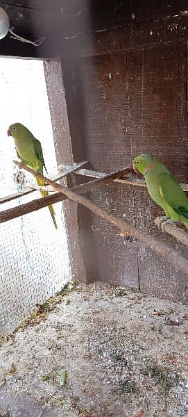 Australian parrot for sale 3