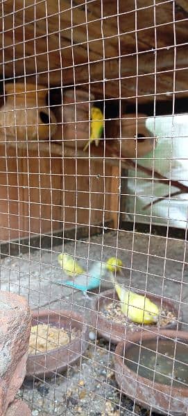 Australian parrot for sale 4