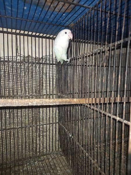 Albino 100% split red eyes female 0