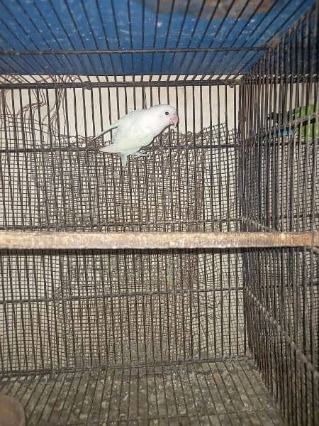 Albino 100% split red eyes female 1