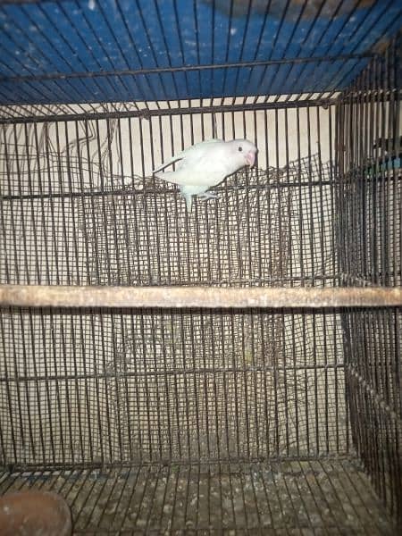 Albino 100% split red eyes female 2