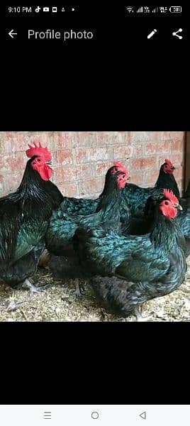 Australorp chicks 0