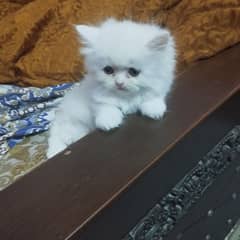 Persian kittens male /female triple coated