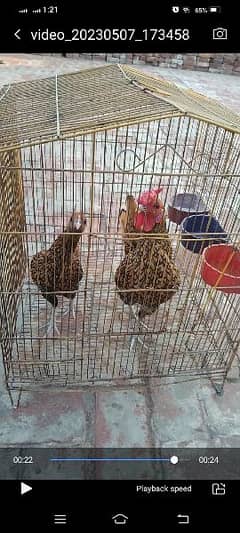 Golden subrite male  for sale in  lahore.