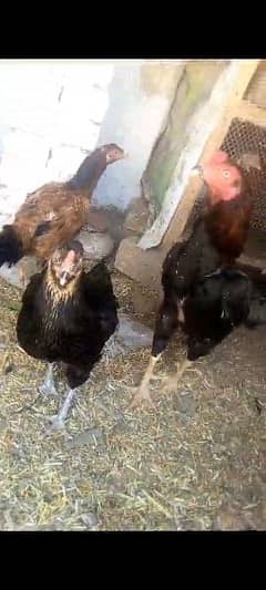 pure Aseel top quality hens egg laying and lakha breed male one eyed