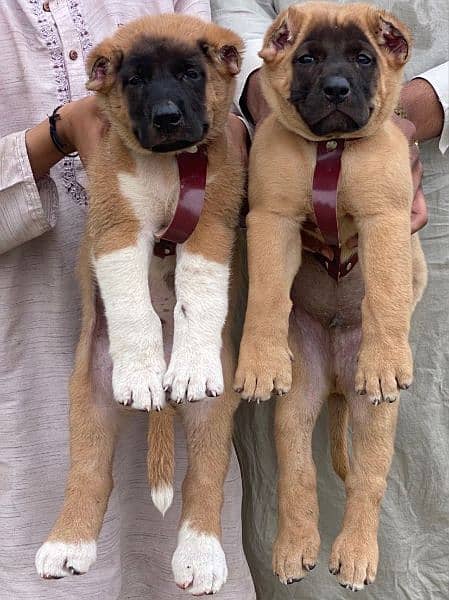 king Turkish kangal pair show quality havey bone structure for sale 0