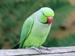 i have lost my green parrot if anyone have please