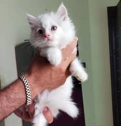 baby cats available