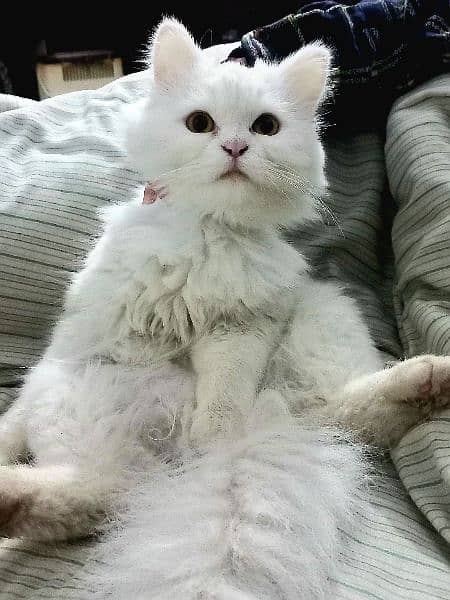 White Persian Female Cat with yellow eyes ( Age 15 months ) 0