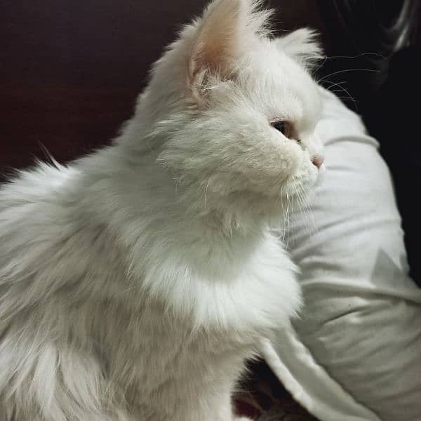 White Persian Female Cat with yellow eyes ( Age 15 months ) 1