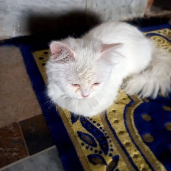 White Persian Female Cat with yellow eyes ( Age 15 months ) 2