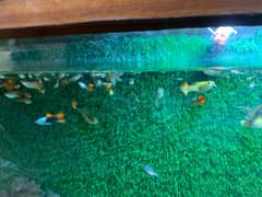 4 guppies fish for sale