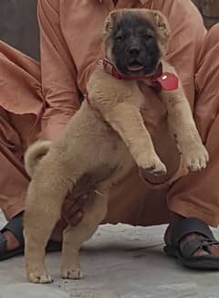 king Kurdish kangal male dabal hadi ful havey bone structure for sale