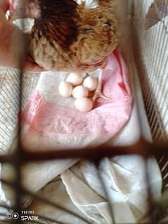 aseel shajra cross miawali madi,murgi full active egg layer hen. . . .