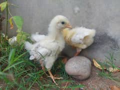 Sussex Chicks