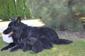 Black shepherds puppies long coat