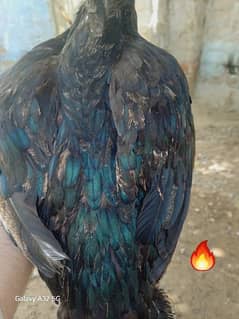 parrot beak like, aseel shook and hen quality female