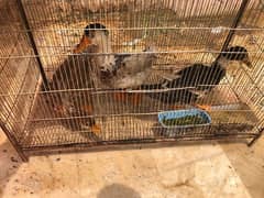 ducks for sell