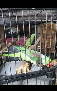 Raw parrot breeder pair