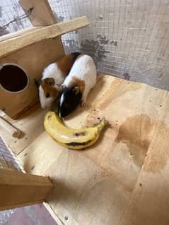 breeder Hamster Pair
