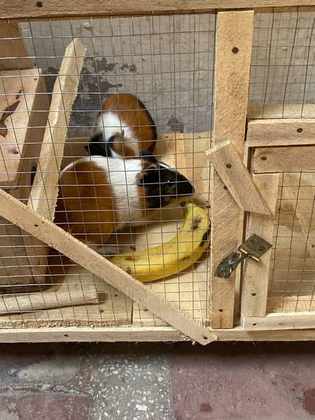 breeder Hamster Pair 2