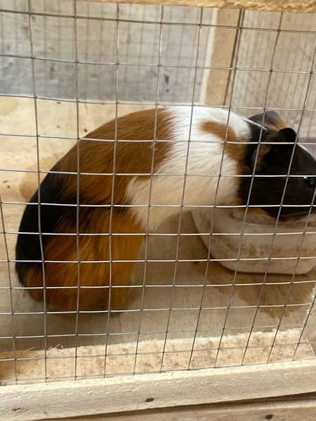breeder Hamster Pair 3